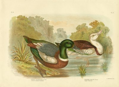 Chestnut-Colored Shieldrake Or Australian Shelduck by Gracius Broinowski